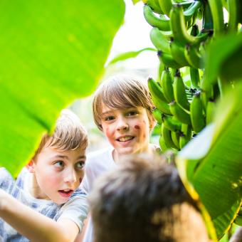 a group of kids looking through the leaves